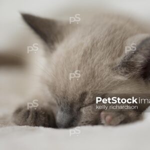 Siamese Kitten Close-up sleeping on tan blanket background.