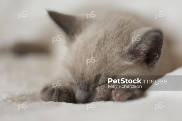 Siamese Kitten Close-up sleeping on tan blanket background.