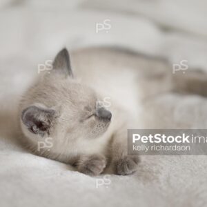 Siamese Kitten sleeping on tan blanket background.