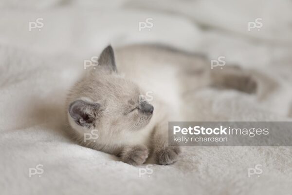 Siamese Kitten sleeping on tan blanket background.