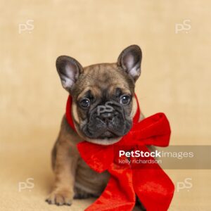 Royalty Free Stock Photo of a Brown French bulldog puppy wearing a large red velvet Christmas bow, tan brown burlap background.