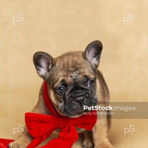 Royalty Free Stock Photo of a Brown French bulldog puppy wearing a large red velvet Christmas bow, tan brown burlap background.