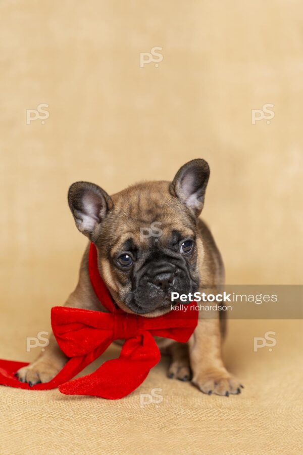 Royalty Free Stock Photo of a Brown French bulldog puppy wearing a large red velvet Christmas bow, tan brown burlap background.