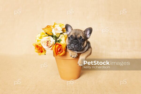 Five week old french Bulldog puppy sitting in a terra cotta flowerpot with yellow flowers, on burlap background