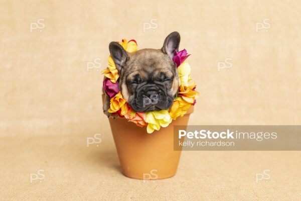 Five week old french Bulldog puppy sitting in a terra cotta flowerpot with yellow flowers, on burlap background,, sleeping