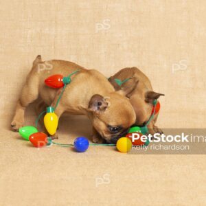 Royalty Free Stock Photo of two Brown French bulldog puppies tangled up in Christmas bulb lights, tan brown burlap background.