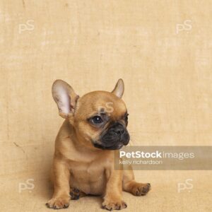 Brown French Bulldog Puppy Burlap background