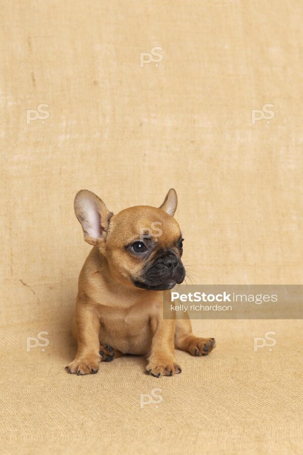 Brown French Bulldog Puppy Burlap background