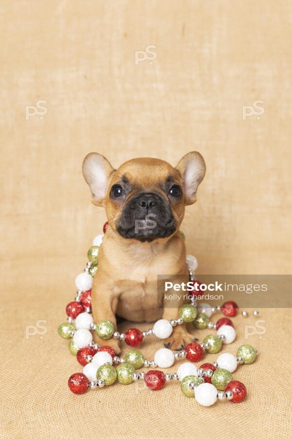 Royalty Free Stock Photo of a Brown French bulldog puppy tangled up in red, white and green ball Christmas garland, tan brown burlap background.