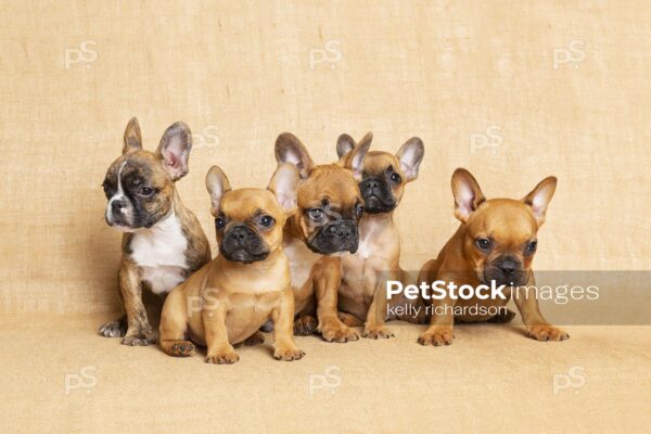 Five Brown French Bulldog Puppies Burlap background