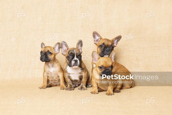 Royalty Free Stock Photo of Four Brown French bulldog puppies together in a group, tan brown burlap background.