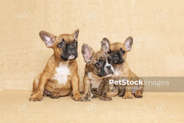 Royalty Free Stock Photo of Three Brown French bulldog puppies together in a group, tan brown burlap background.