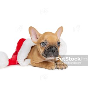 French Bulldog Puppy inside of a Christmas hat, isolated on white background.