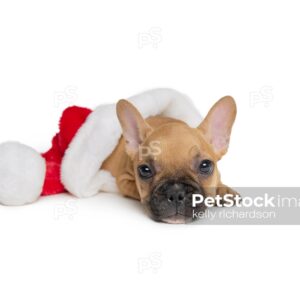 Royalty Free Stock Photo of a French Bulldog Puppy inside of a Christmas hat, isolated on white background. 