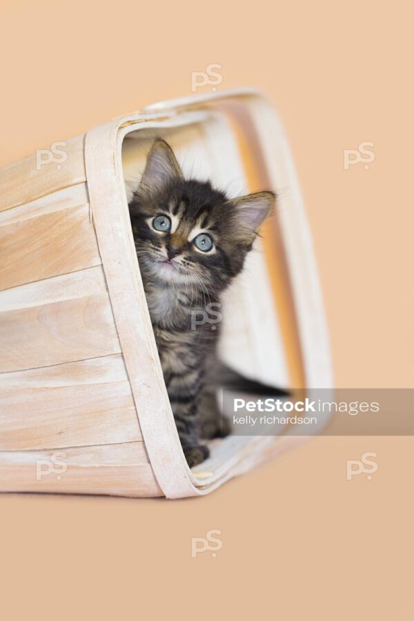 Brown tabby kitten white wash orange basket, orange background.