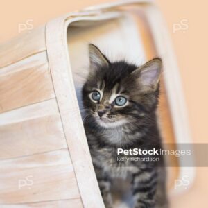 Brown tabby kitten white wash orange basket, orange background.