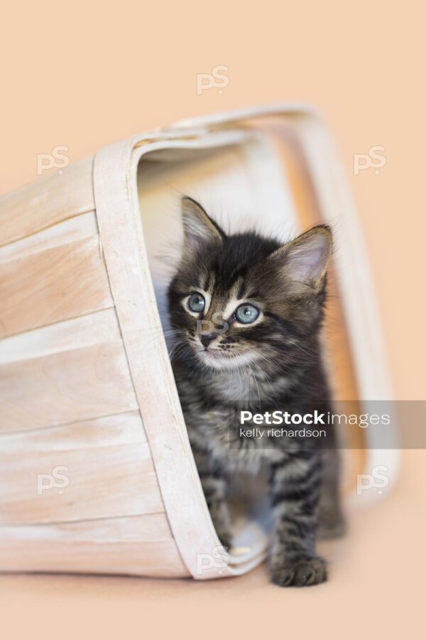 Brown tabby kitten white wash orange basket, orange background.