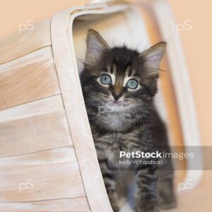 Brown tabby kitten white wash orange basket, orange background.