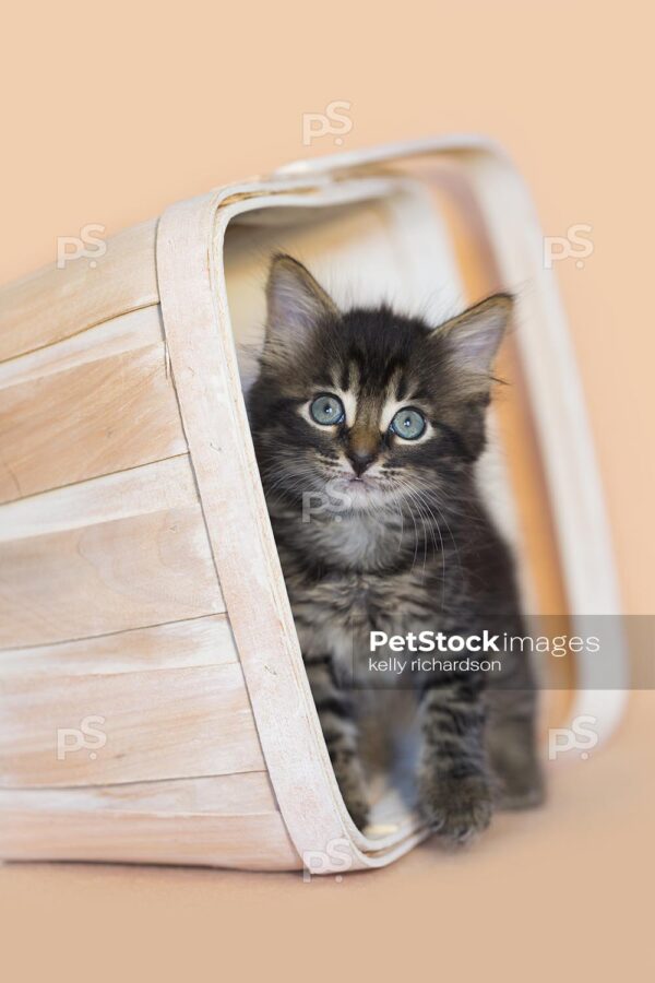 Brown tabby kitten white wash orange basket, orange background.