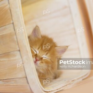 Orange kitten hiding in white wash basket, orange background.