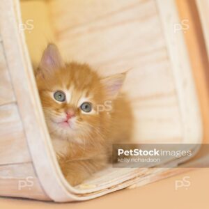 Orange kitten hiding in white wash basket, orange background.