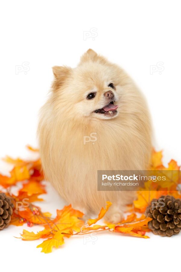 Royalty Free Stock Photo of a Tan Pomeranian Puppy Thanksgiving Day with pine cones and leaves decoration for fall, isolated white background.