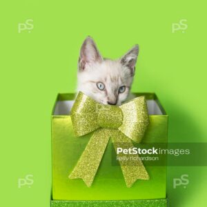 White Siamese kitten in green gift box with green glitter bow, green background.