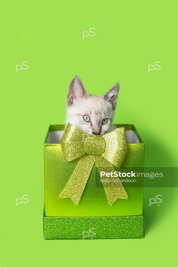 White Siamese kitten in green gift box with green glitter bow, green background.