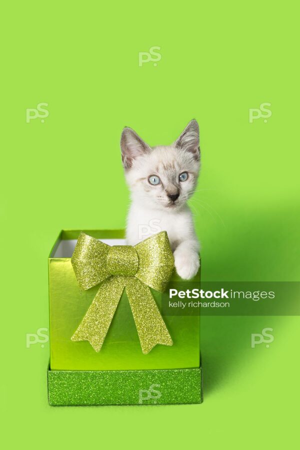 White Siamese kitten in green gift box with green glitter bow, green background.