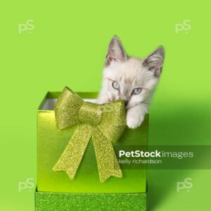 White Siamese kitten in green gift box with green glitter bow, green background.