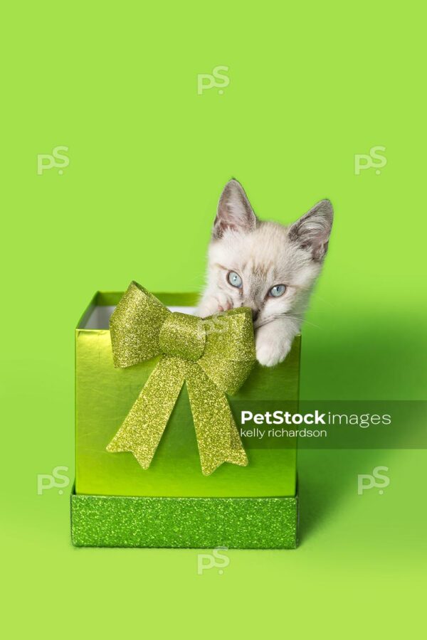 White Siamese kitten in green gift box with green glitter bow, green background.