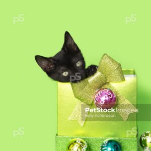 Black kitten christmas green gift green background.