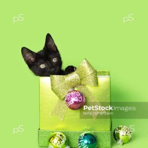 Royalty Free Stock Photo of a Black kitten christmas green gift, with colorful holiday ornaments, green background.