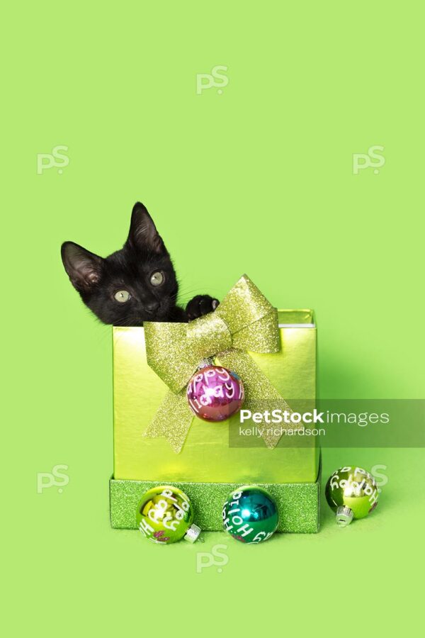 Royalty Free Stock Photo of a Black kitten christmas green gift, with colorful holiday ornaments, green background.