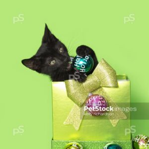 Royalty Free Stock Photo of a Black kitten christmas green gift, with colorful holiday ornaments, green background.