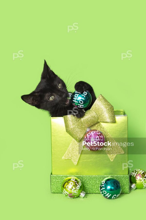 Royalty Free Stock Photo of a Black kitten christmas green gift, with colorful holiday ornaments, green background.