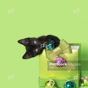 Royalty Free Stock Photo of a Black kitten christmas green gift, with colorful holiday ornaments, green background.