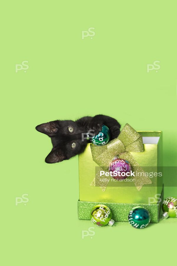 Royalty Free Stock Photo of a Black kitten christmas green gift, with colorful holiday ornaments, green background.