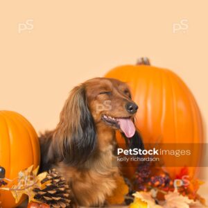 Royalty Free Stock Photo of Thanksgiving Dachshund Puppy dog sleeping with orange pumpkins, fall leaves, orange background.