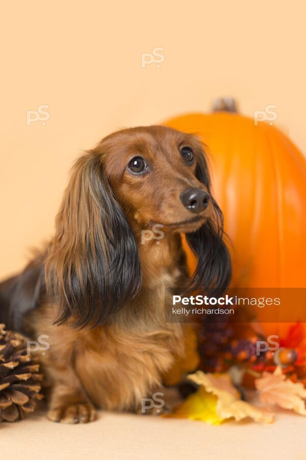 Royalty Free Stock Photo of Thanksgiving Dachshund Puppy dog with orange pumpkins, fall leaves, orange background.