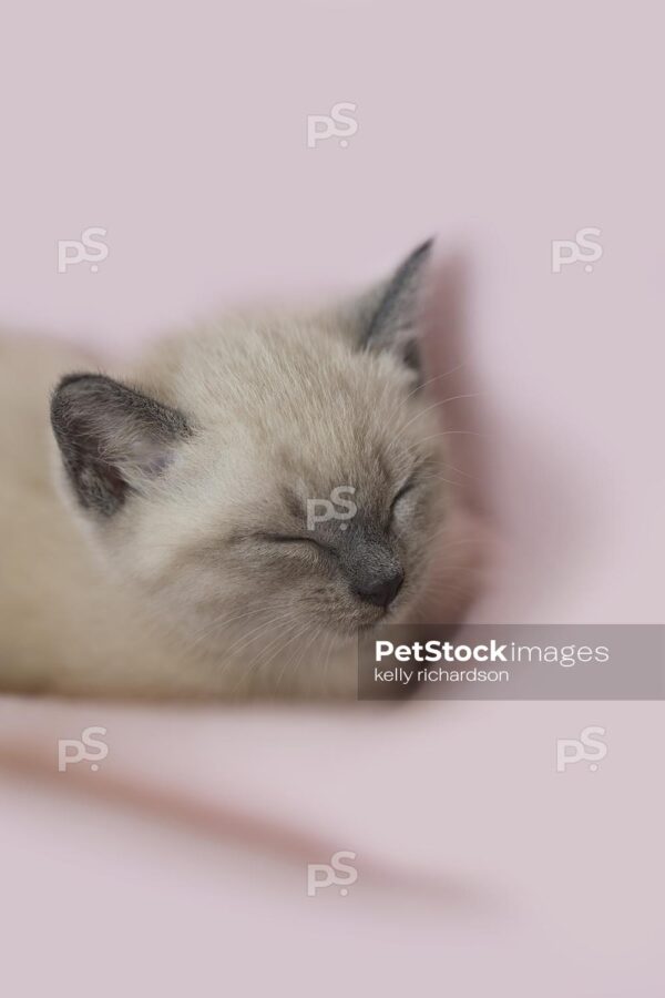 Siamese Kitten Close-up sleeping on tan blanket background.