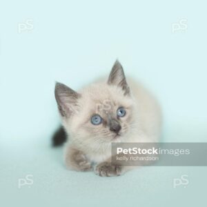 White Siamese kitten blue background.