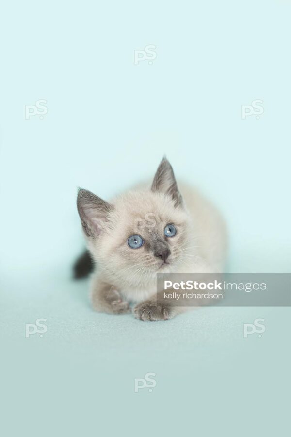 White Siamese kitten blue background.