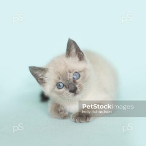 White Siamese kitten blue background.