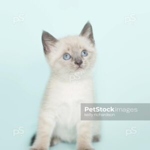 White Siamese kitten blue background.