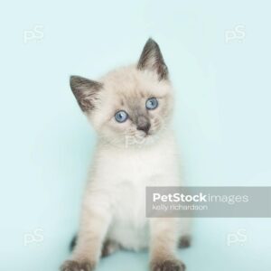 White Siamese kitten blue background.