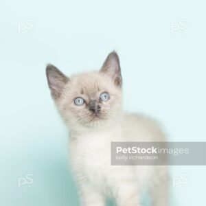 7_RI_9327 Royalty Free Stock Photo of a White Siamese kitten walking forward, blue background. Max File Size 3840 x 5760 pixels.