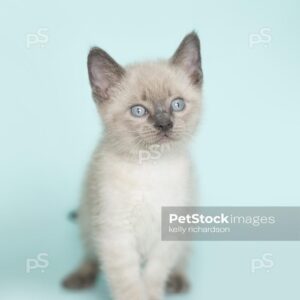 White Siamese kitten blue background.