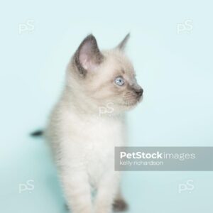 White Siamese kitten blue background.