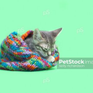 Tabby kitten Inside colorful green striped snow hat, green background.